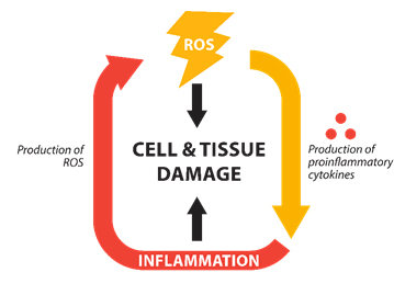 Inflammation