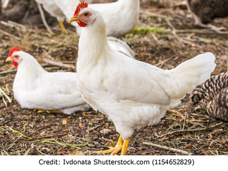 Withdrawal of orders imposing restrictions on Entry/ Sale of Poultry birds and products in Delhi