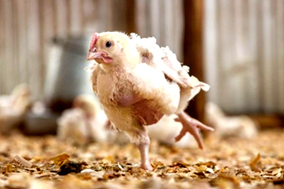 Lameness in Broilers