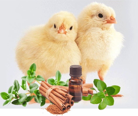 Essential oils to promote gut health in poultry