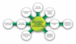 Mechanism of action