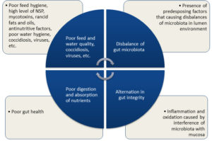 Fig.1 The vicious cycle of poor gut health