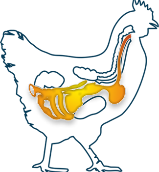 Nutritional strategies for poultry gut health in antibiotic-free production