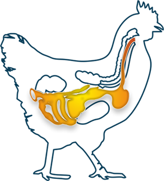 Nutritional strategies for poultry gut health in antibiotic-free production