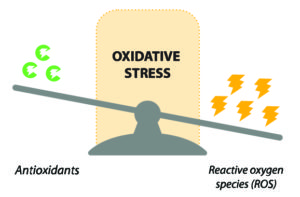 Oxidative Stress