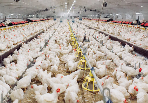Understanding the Economics of Broiler Chicken Production