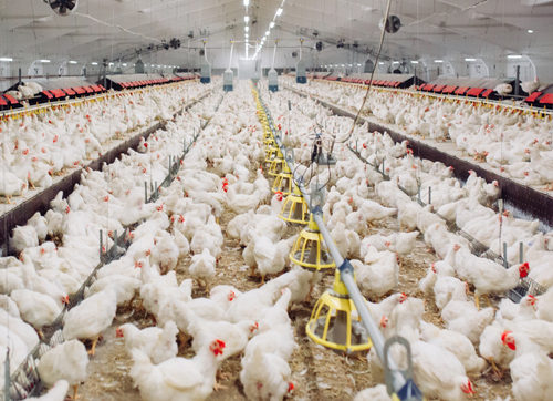 Broiler Farm
