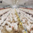 Understanding the Economics of Broiler Chicken Production