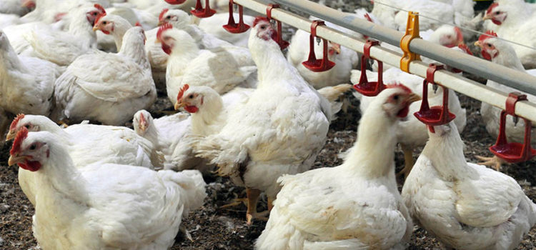 Indian Poultry Industry – Lessons from Covid