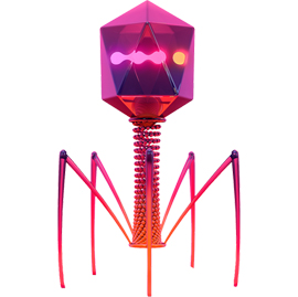 Phage depiction pic