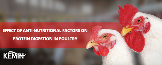 EFFECT OF ANTI-NUTRITIONAL FACTORS ON PROTEIN DIGESTION IN POULTRY