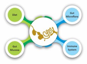 intestinal microbiota in gut