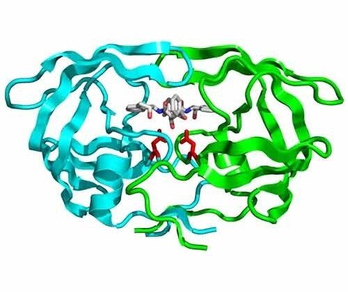 Evaluating Protease Enzymes