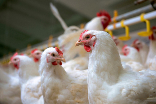 Indian Poultry Sector: Challenges and Future Outlook