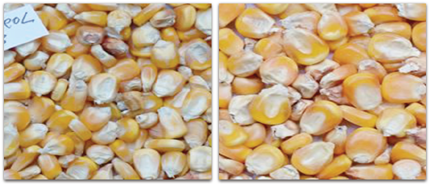 Left picture shows the control corn stored for 8 weeks. Right picture shows the treatment corn stored for 16 weeks. 