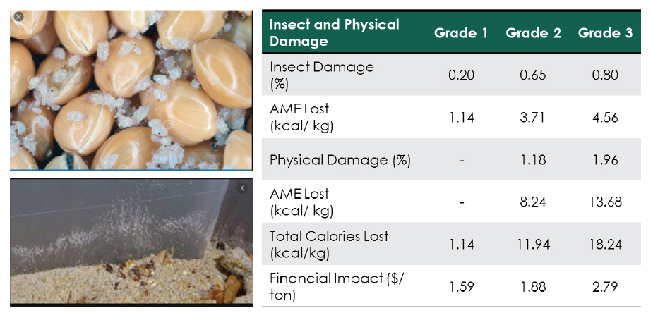 Left picture shows corn infested with mite and insects. Right table portrays different parameters that are affected by insect and physical damage.