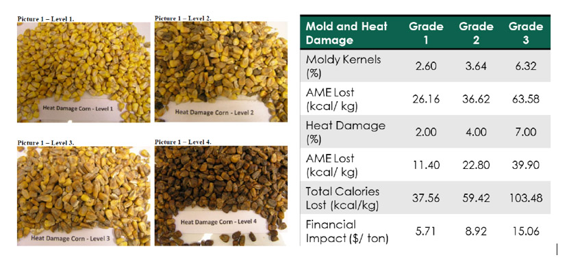 Left picture depicts different level of heat damage in corn. Right table portrays different parameters that are affected by mold and heat damage in corn