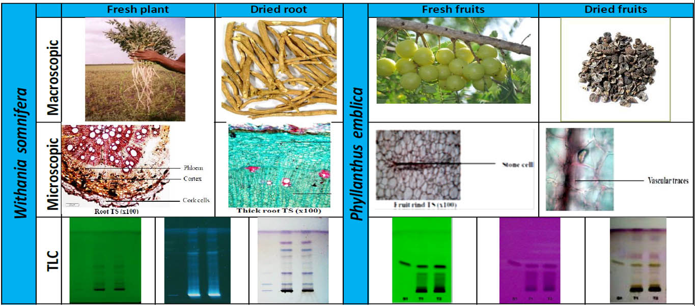 Figure 2: Herbal authentication