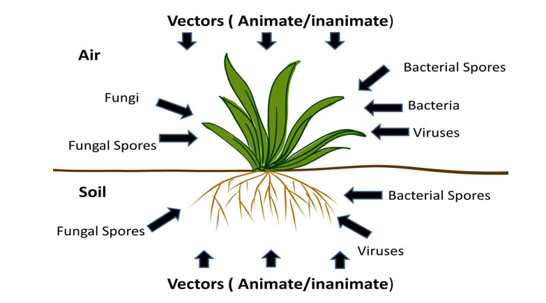 Figure 6: Schematic representation of the possible pathways of microbial contamination of medicinal plants