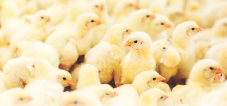 Poultry Management: a useful tool to control necrotic enteritis in poultry