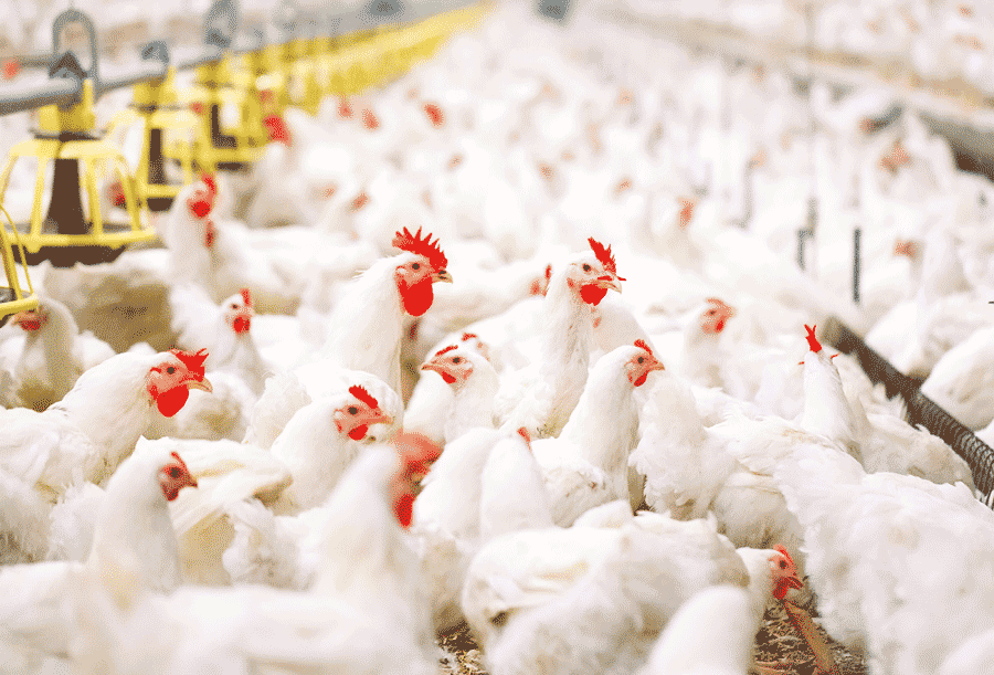 Poultry sector