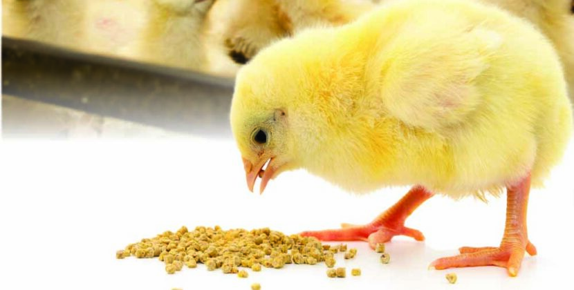 Inclusion of cocktail enzymes – key to unlock hidden nutrients in poultry diets