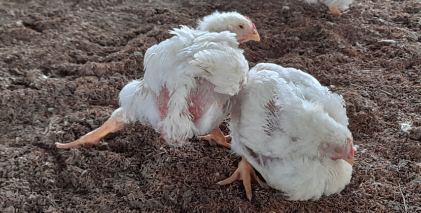 Lameness in Poultry