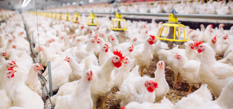 Coccidiosis: Hindrance in Healthy Poultry Production