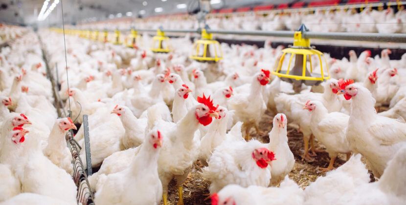 Coccidiosis: Hindrance in Healthy Poultry Production