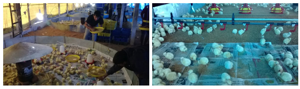 Access of chicks to Fresh Feed & Water