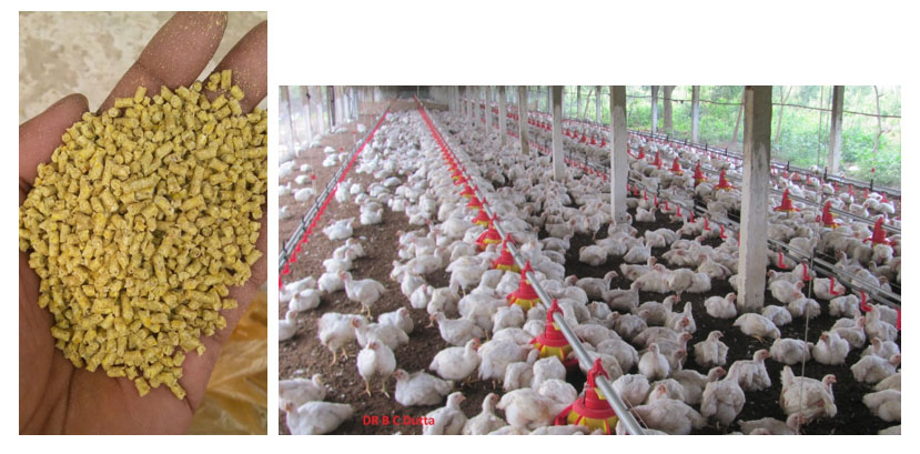 Broiler Feed