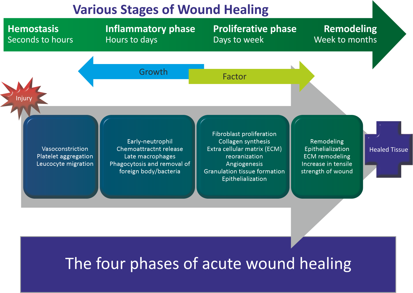 Stages of Wound healing