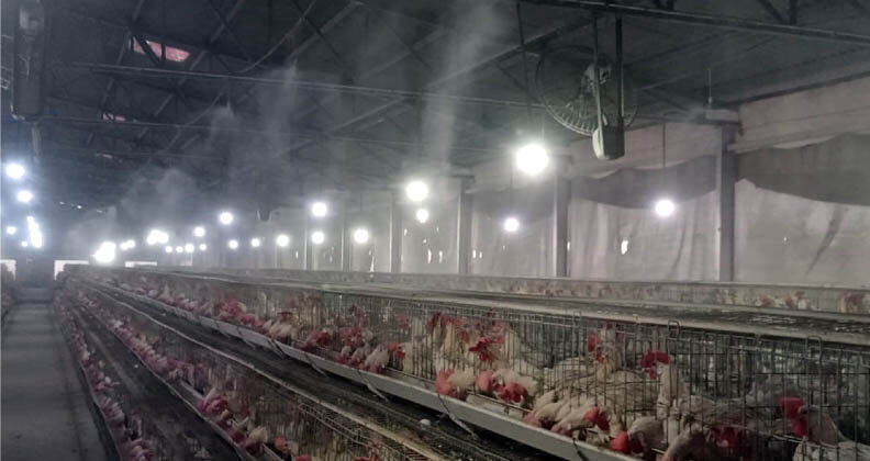 Poultry shed during summers
