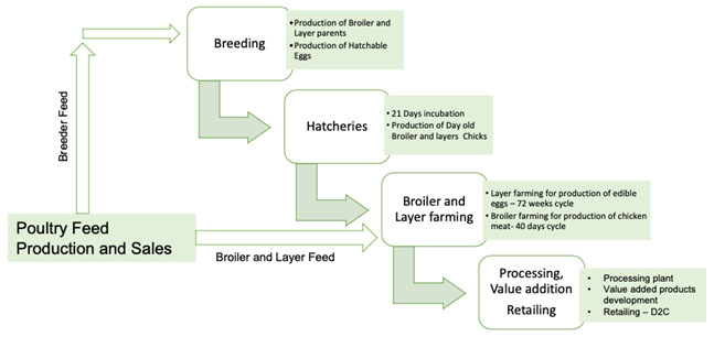 Fig: Traditional Value chain of a poultry Production Cycle: