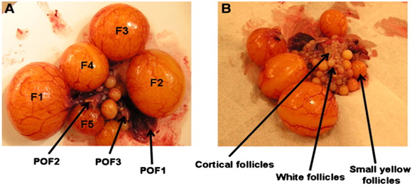 Fig 1: Follicle hierarchy POF1, POF2 & POF3