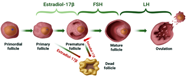 Fig 3: Hormonal regulation for follicle development