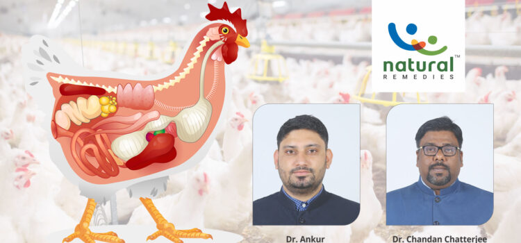 Folliculogenesis In Poultry