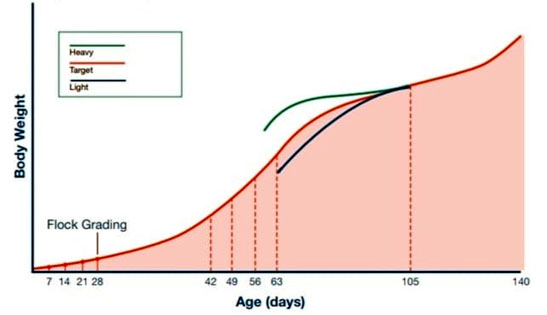 Redrawing of future Body Wt Target curve when Uniformity is < 80% after 63 days
