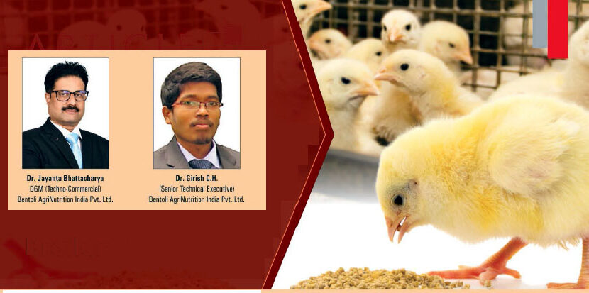 Good Physical Quality of Pellet Feed- Important for Commercial Broiler