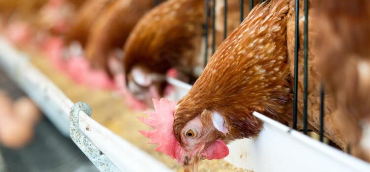 Pellets: “High Fines” Might Exaggerate Diseases at Poultry Farms