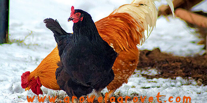 Poultry Farming Management in Winter