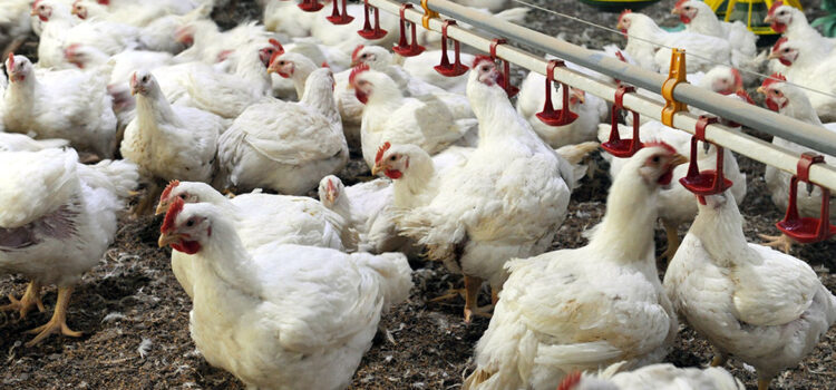 Emerging Challenges & Opportunities for Sustaining Future Expansion of Indian Poultry Sector