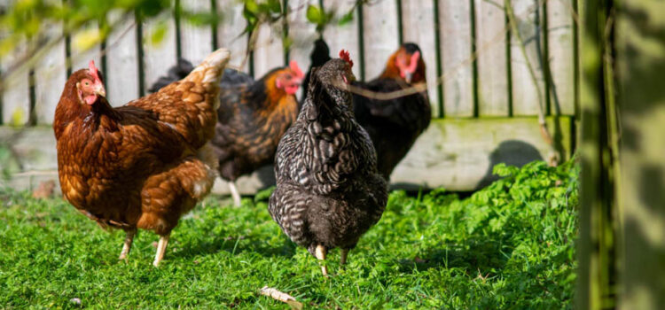 Control Measures For Intestinal Parasites In Backyard Chicken Flocks