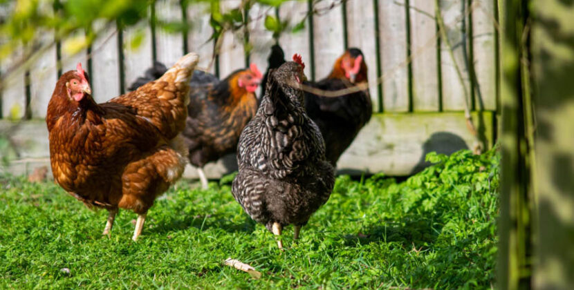 Backyard Chicken Flock