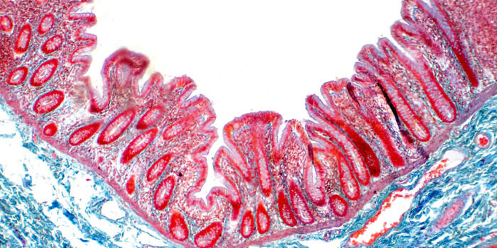 Role of GALT in Optimizing Gut Immunity