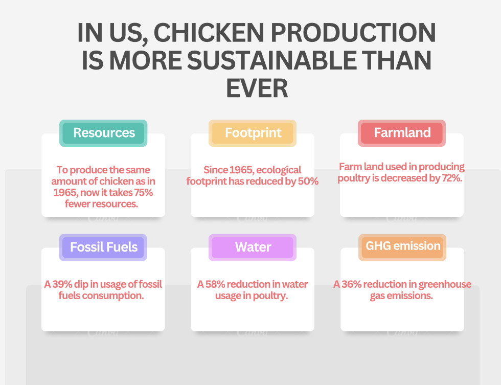 US chicken more sustainable