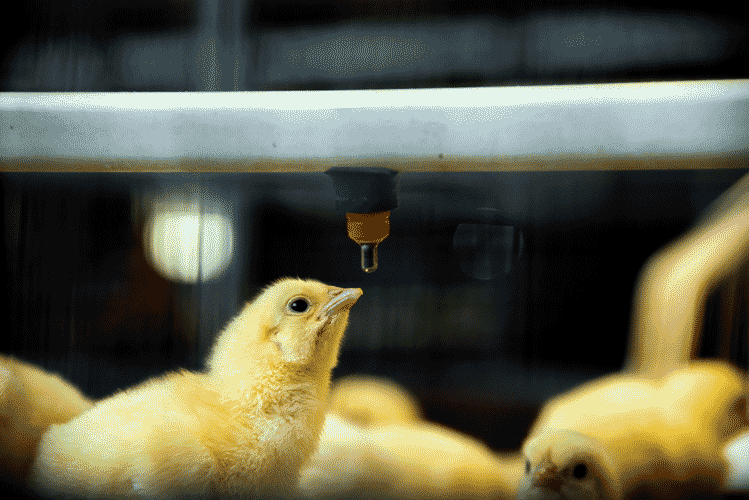 Water for poultry: An essential nutrient