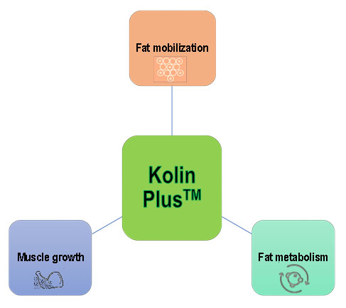 Kolin Plus 