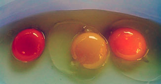 Egg Yolk colour