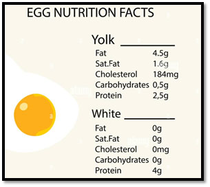 Egg Nutrition Fact